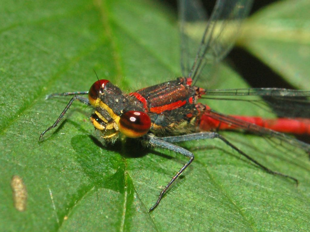 Rosso Libellula
